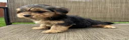 Yorkshire Terrier dogs for sale: 1 Pauly - Ad 7