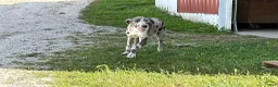 Great Dane dogs for sale: Echo - Ad 3