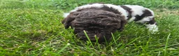 Newfypoo dogs for sale: Mr. Pibb - Ad 5