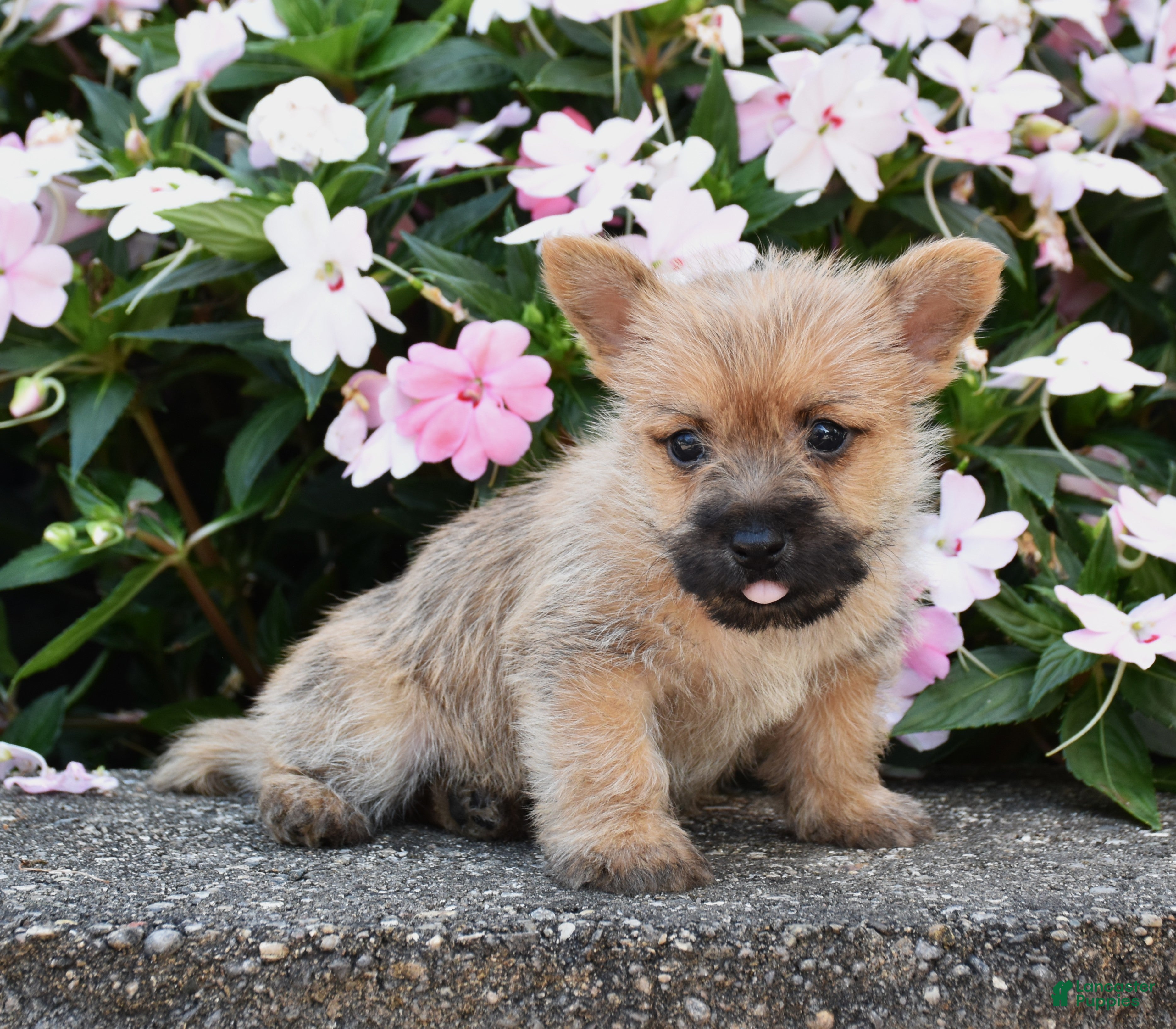 Cairn Terrier dogs Arlo - Ad 2