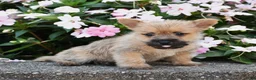 Cairn Terrier dogs for sale: Arlo - Ad 2