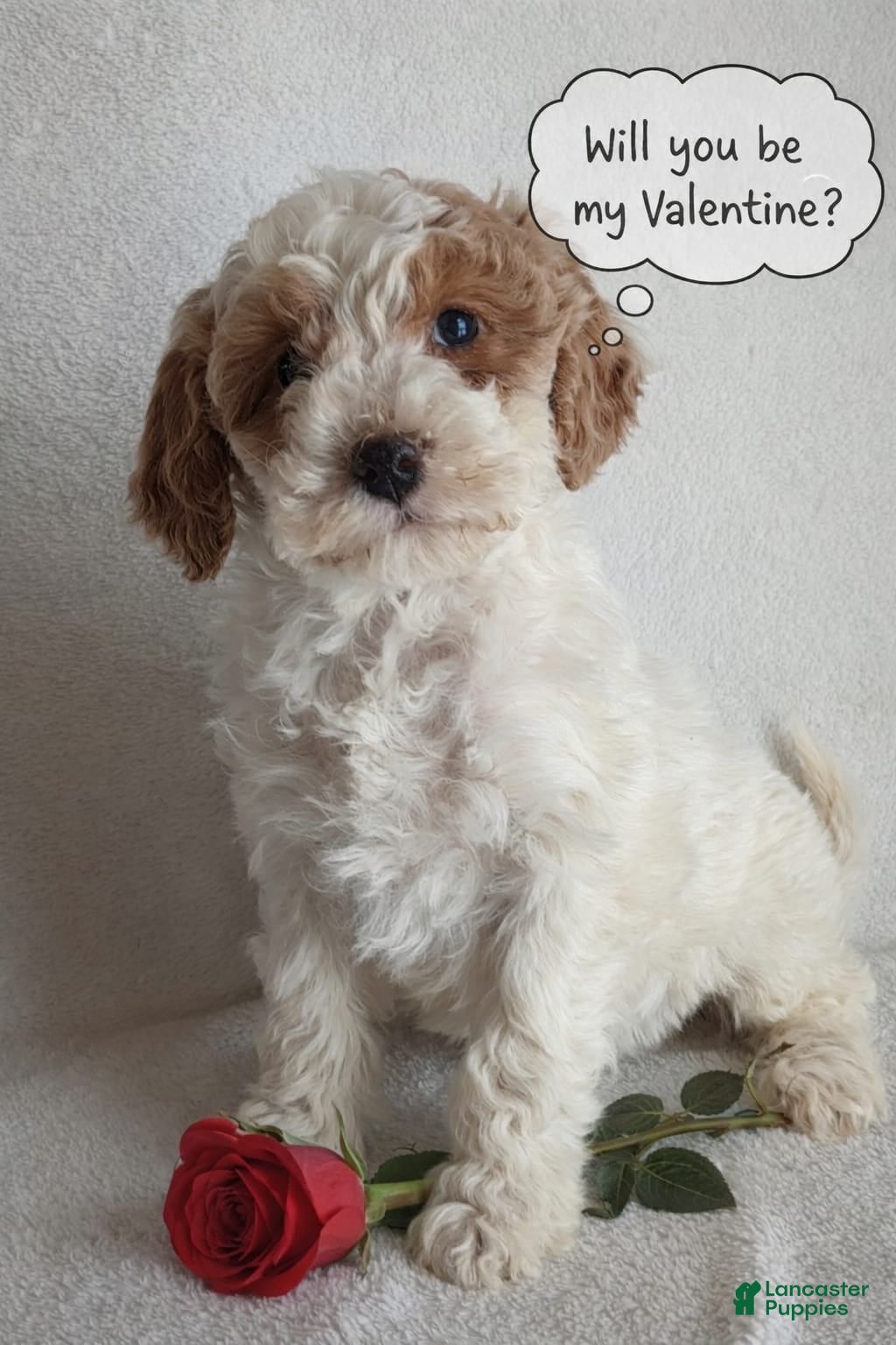 Mini Goldendoodle dogs Daisy F1B - Ad 15