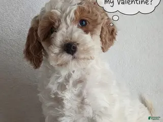 Mini Goldendoodle dogs Daisy F1B - Ad 15