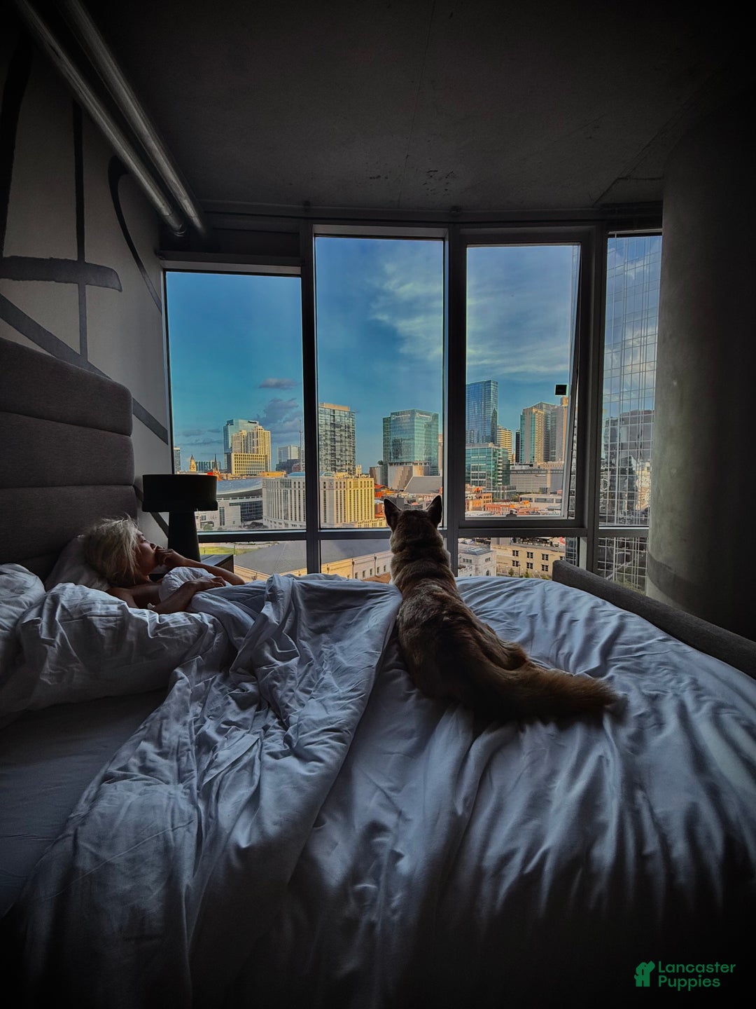 Siberian Husky dogs for stud: Moose Ausky  - Ad 27