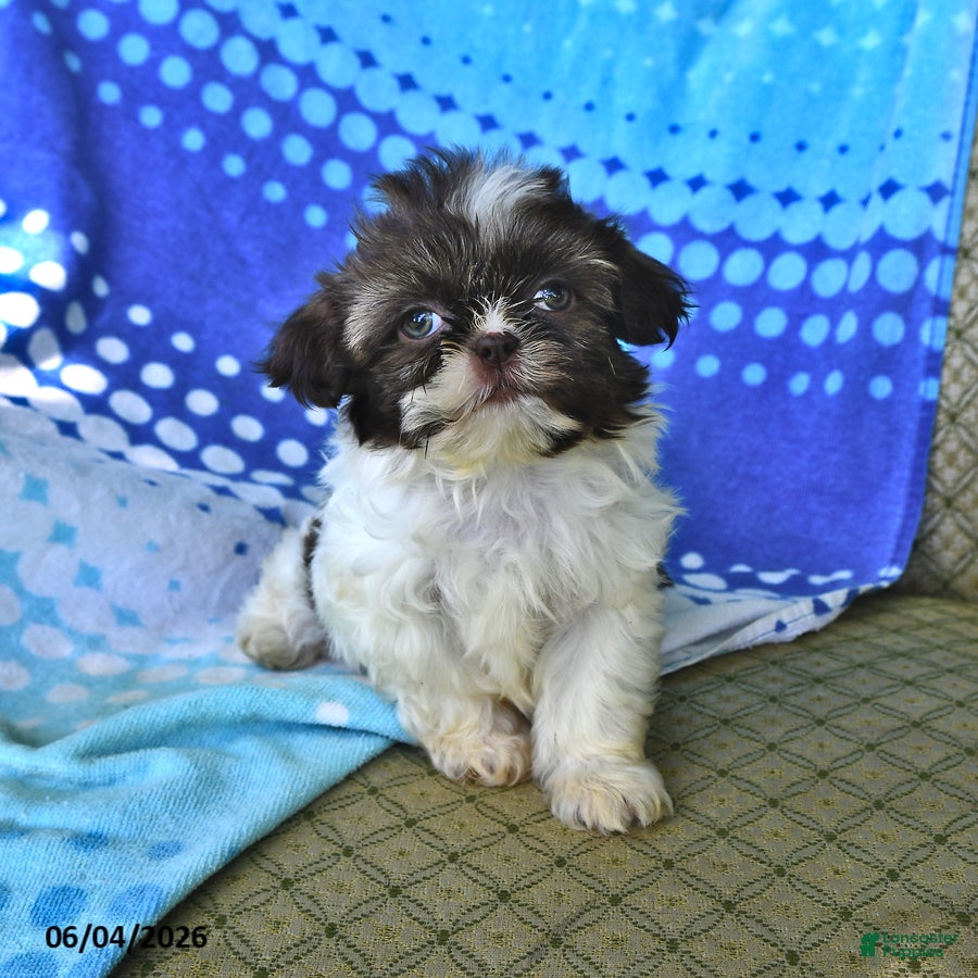 Shih Tzu dogs Mary - Ad 1