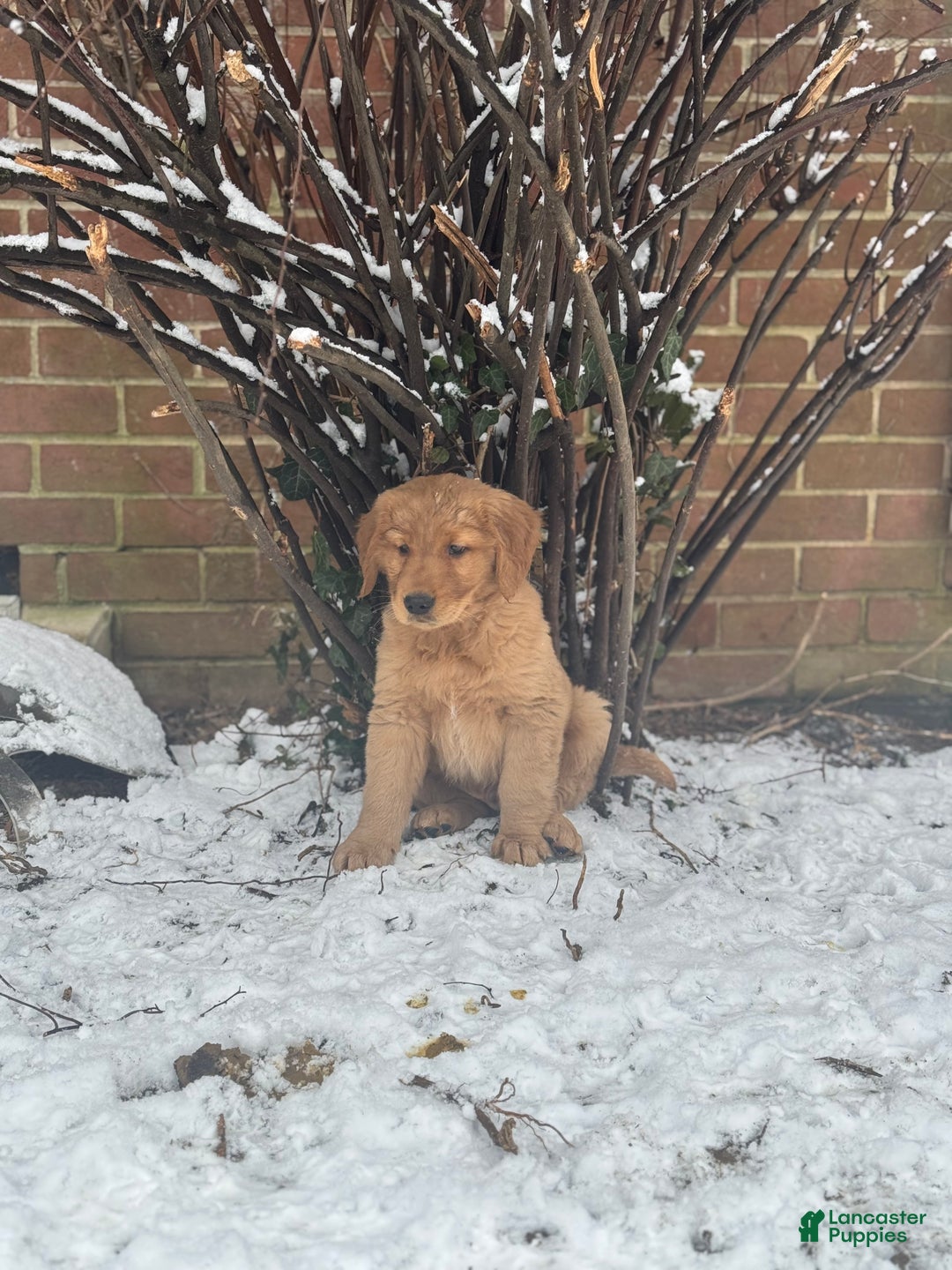 Golden Retriever dogs for sale: Cider - Ad 8