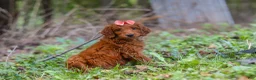 Goldendoodle dogs for sale: Bella - Ad 4