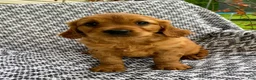 Miniature Golden Retriever dogs for sale: Max - Ad 3