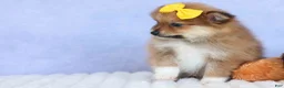 Pomeranian dogs for sale: Farris  - Ad 9