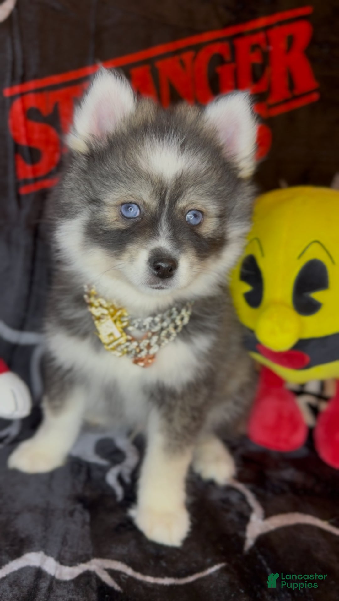 Pomsky dogs for sale: Loki (Mini Pomsky Pup) will be less than 10lbs - Ad 5