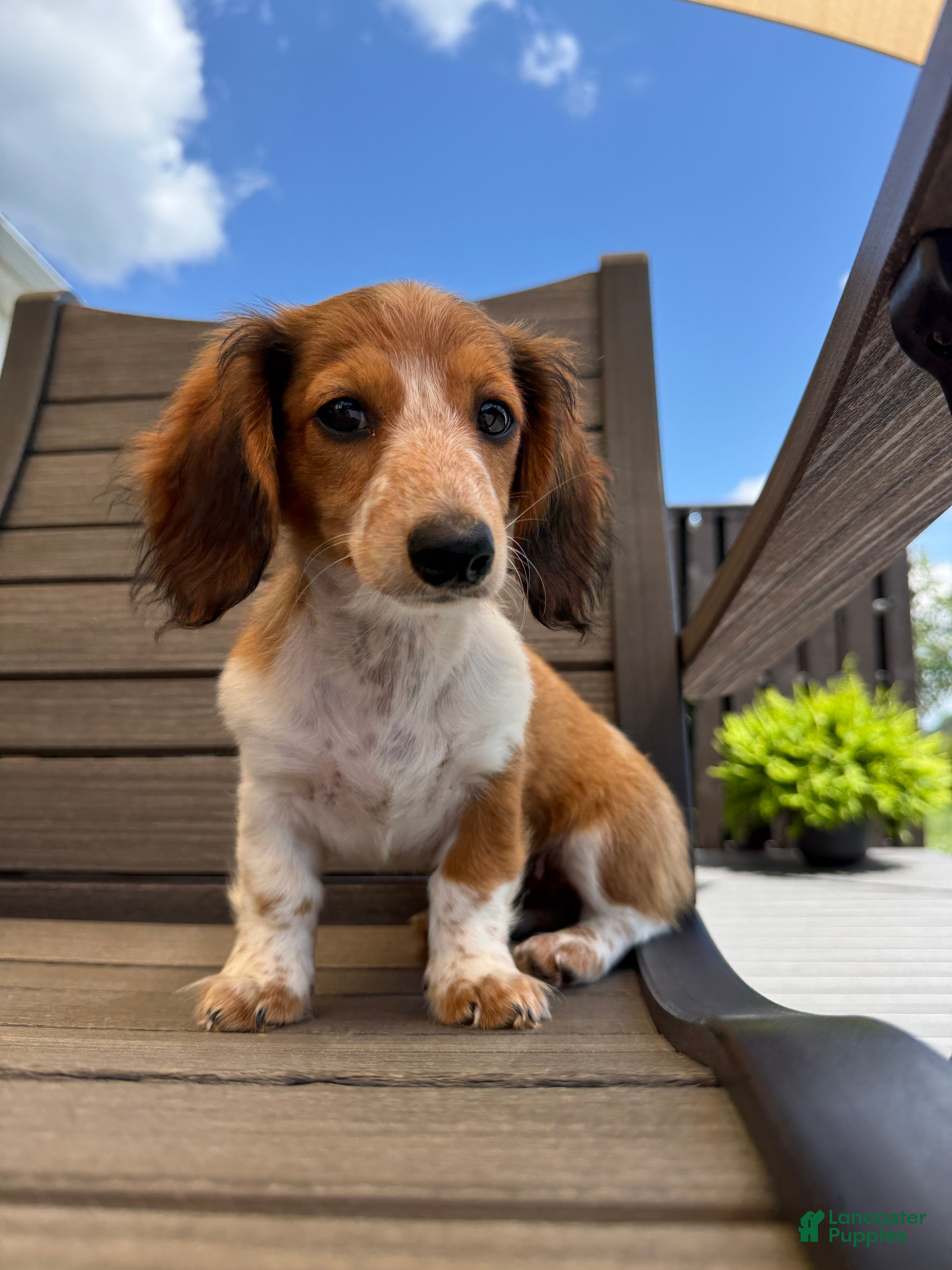Miniature Dachshund dogs Dixie new pictures - Ad 1