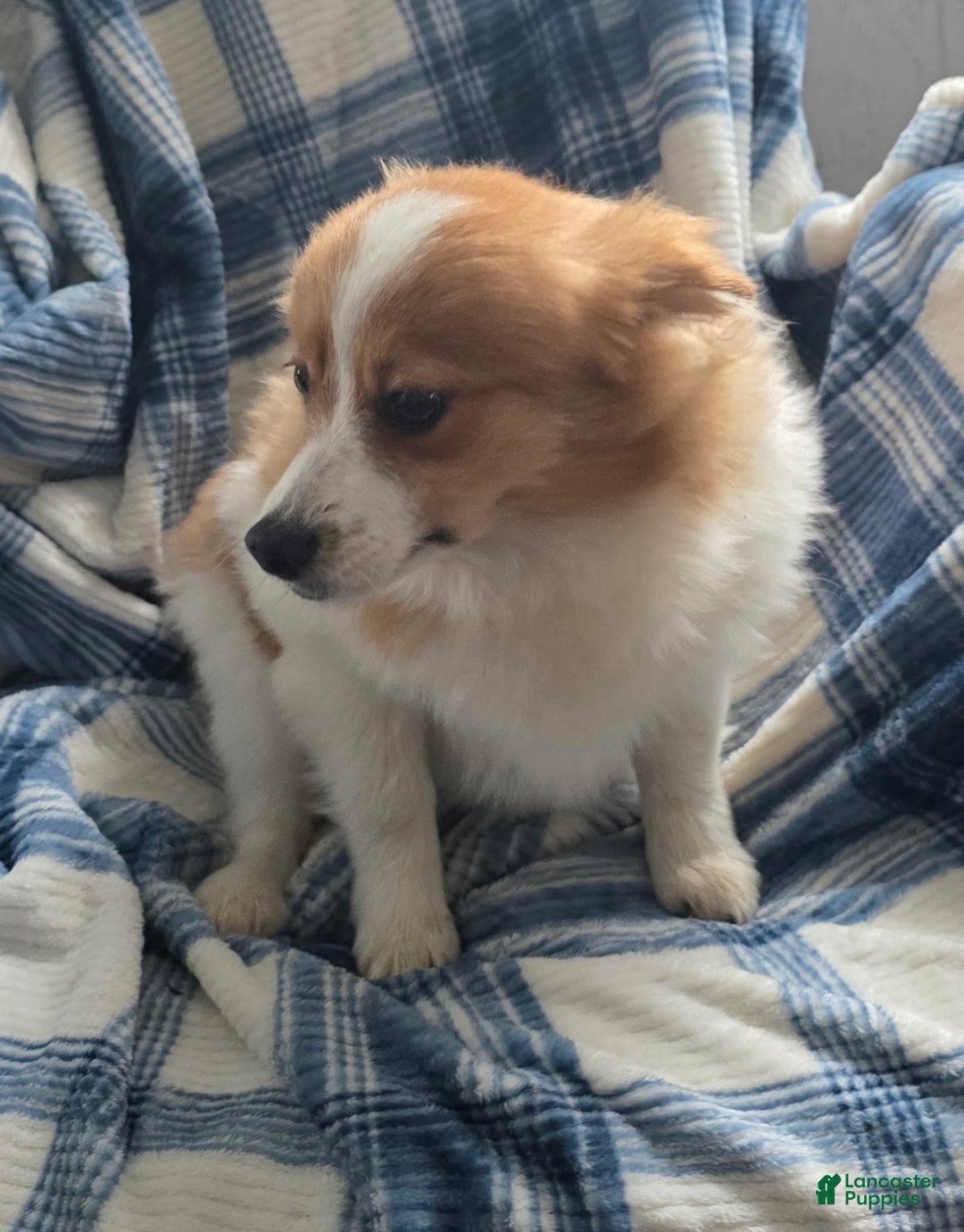 Pomeranian dogs for sale: Sally May - Ad 5