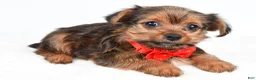 Yorkshire Terrier dogs for sale: Waldo - Ad 3