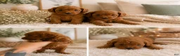 Toy Poodle dogs for sale: Toy Poodle 1 - Ad 4