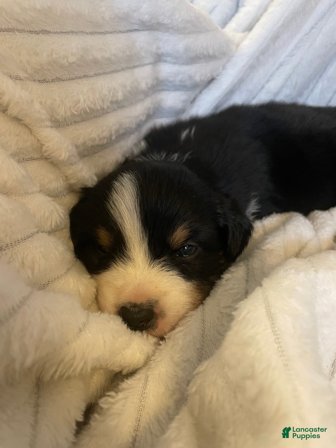 Australian Shepherd dogs for sale: Hero - Ad 5