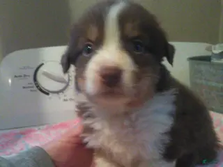 Miniature Australian Shepherd dogs montana - Ad 13