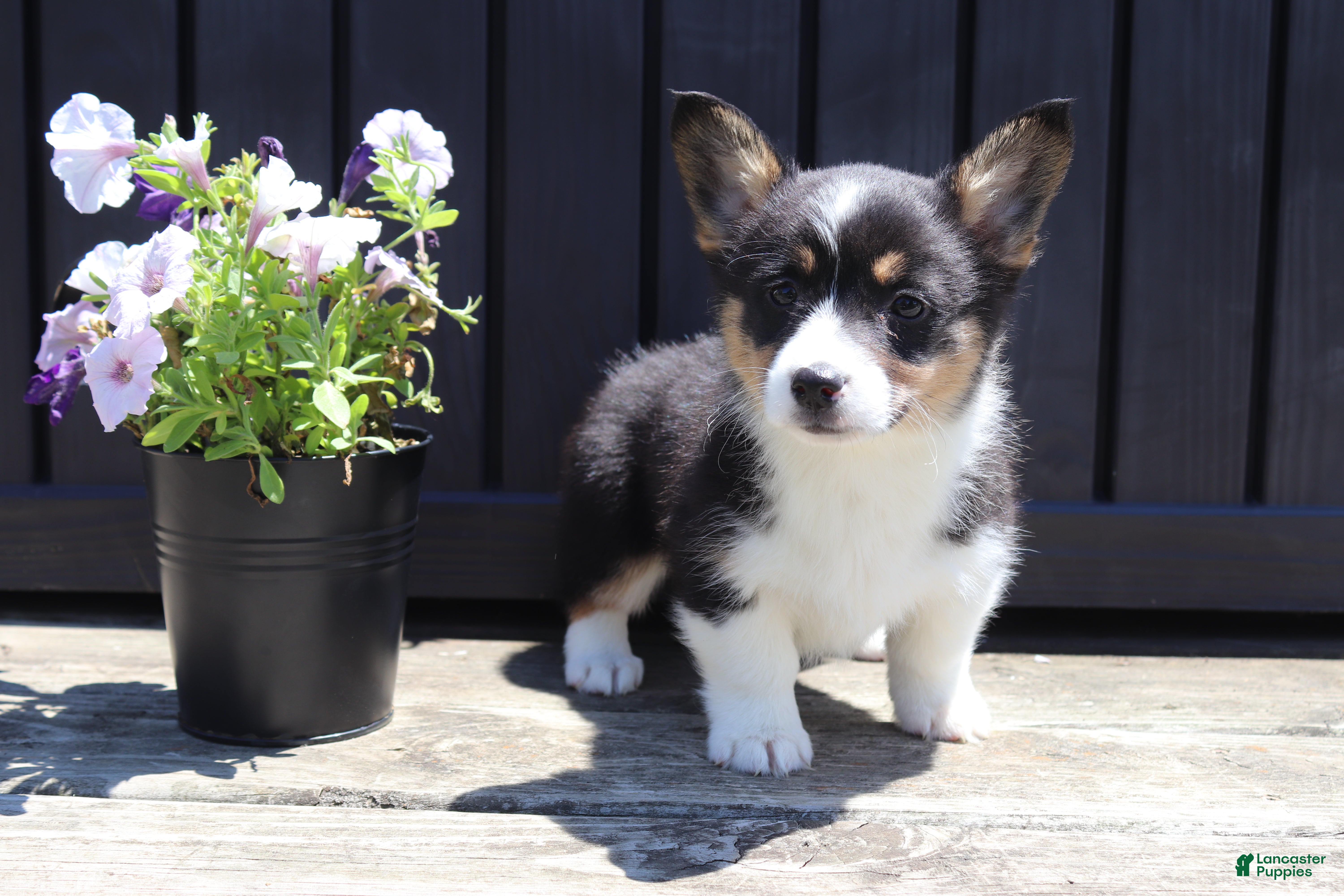 Welsh Corgi Pembroke dogs Isla - Ad 2