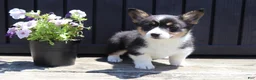Welsh Corgi Pembroke dogs for sale: Isla - Ad 2