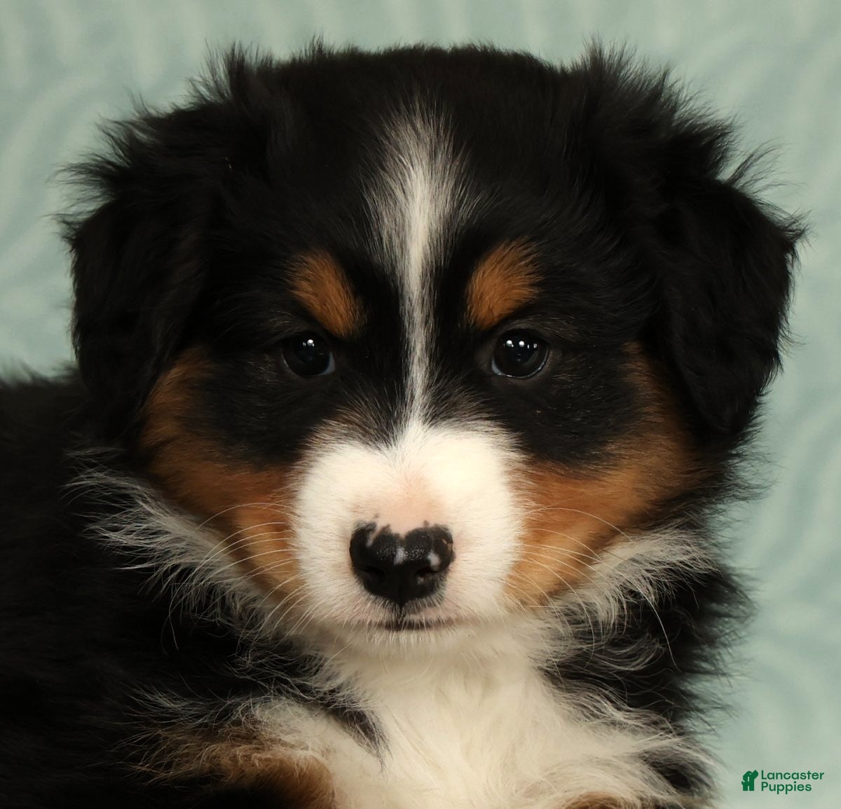 Australian Shepherd dogs for sale: Milo - Ad 9