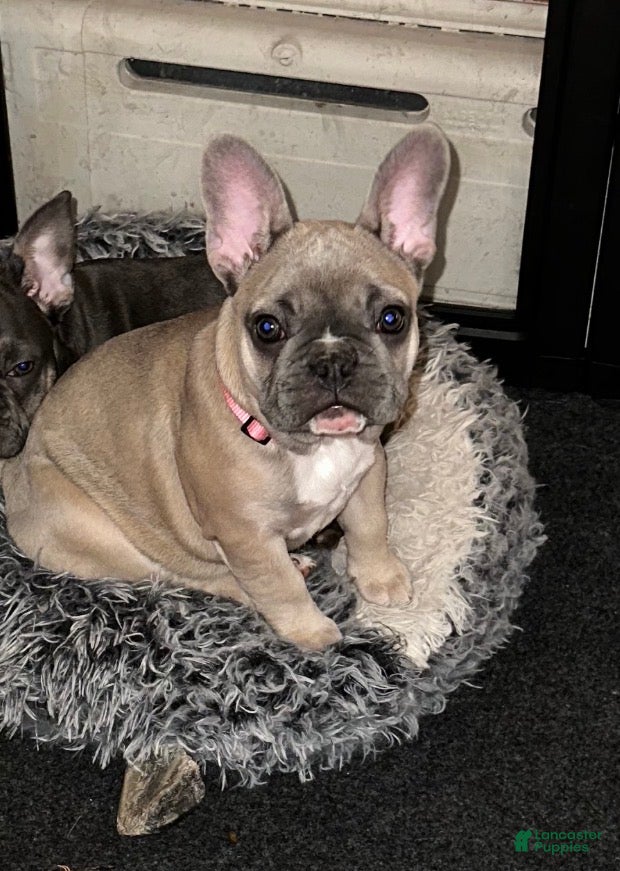 French Bulldog dogs Princess - Ad 38