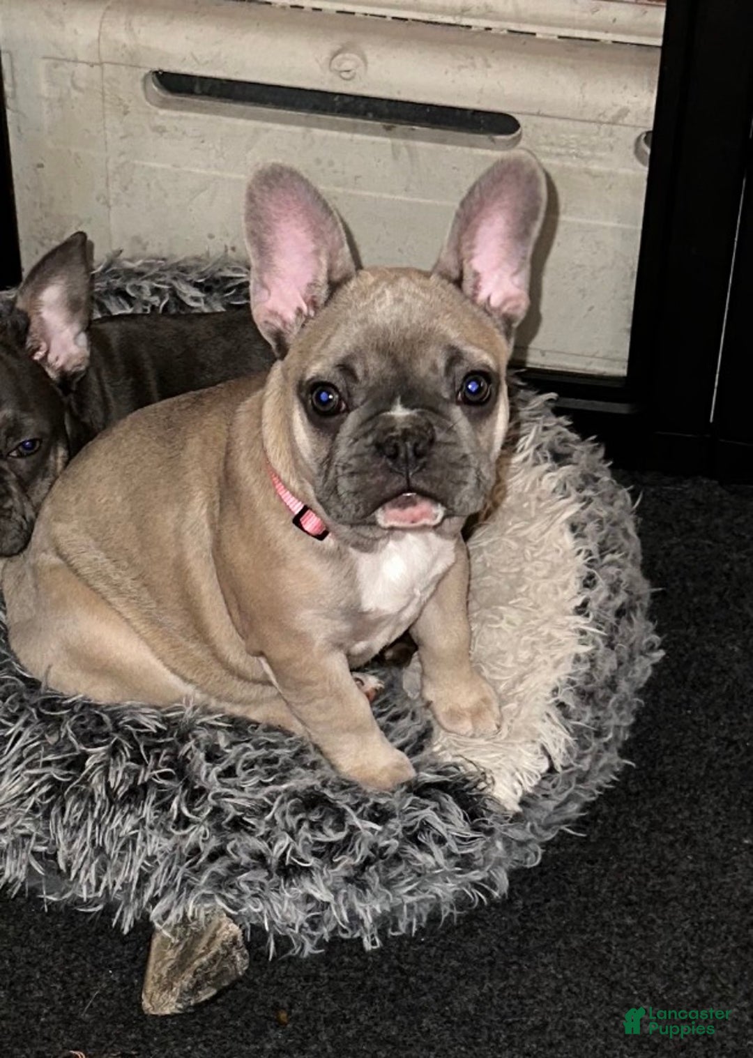 French Bulldog dogs for sale: Princess - Ad 1