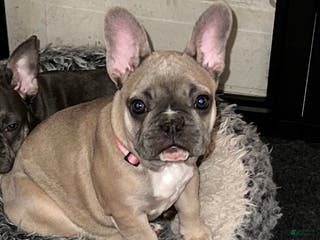 French Bulldog dogs Princess - Ad 39