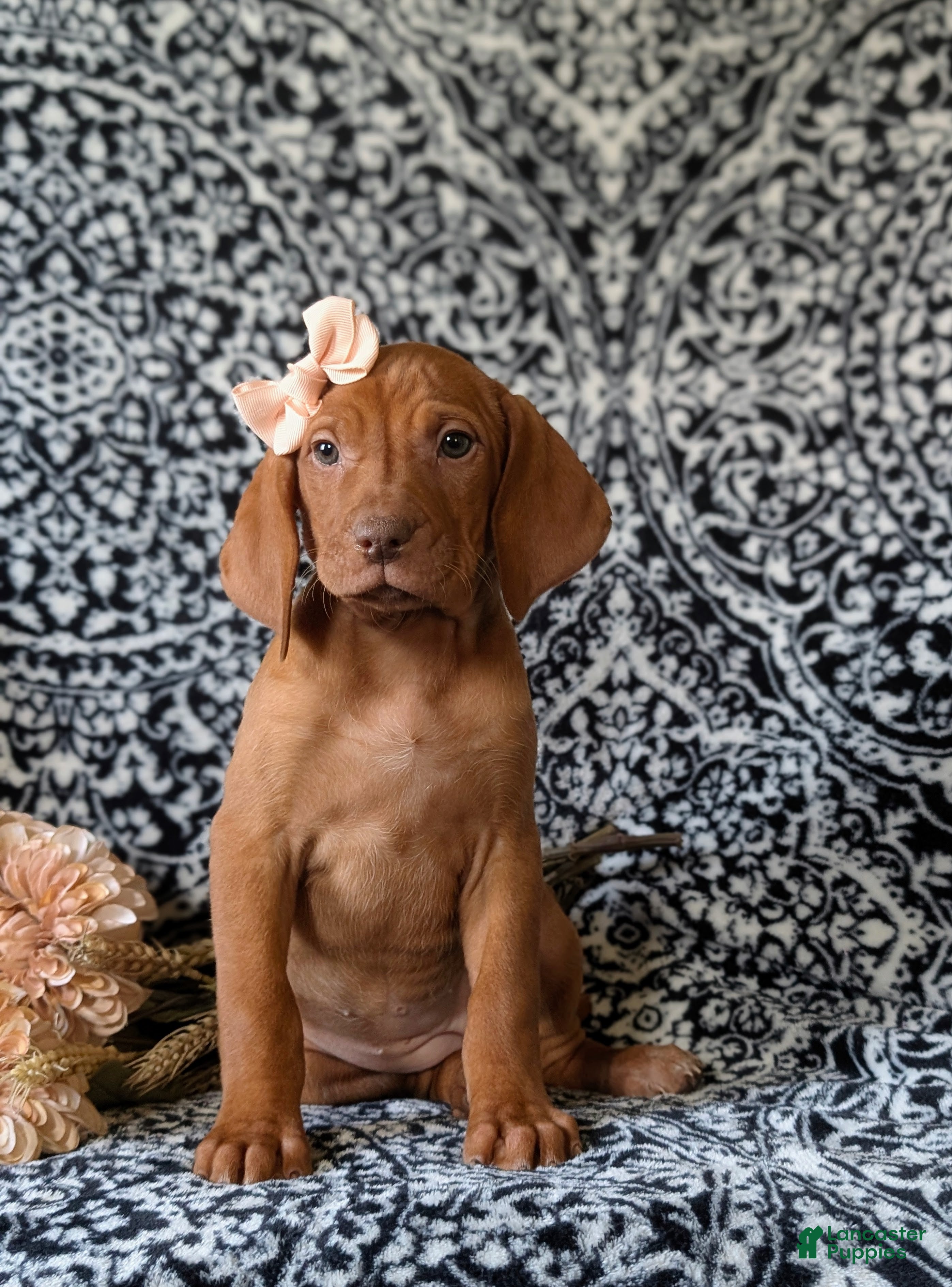 Vizsla dogs Kamille - Ad 2