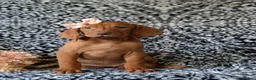 Vizsla dogs for sale: Kamille - Ad 2