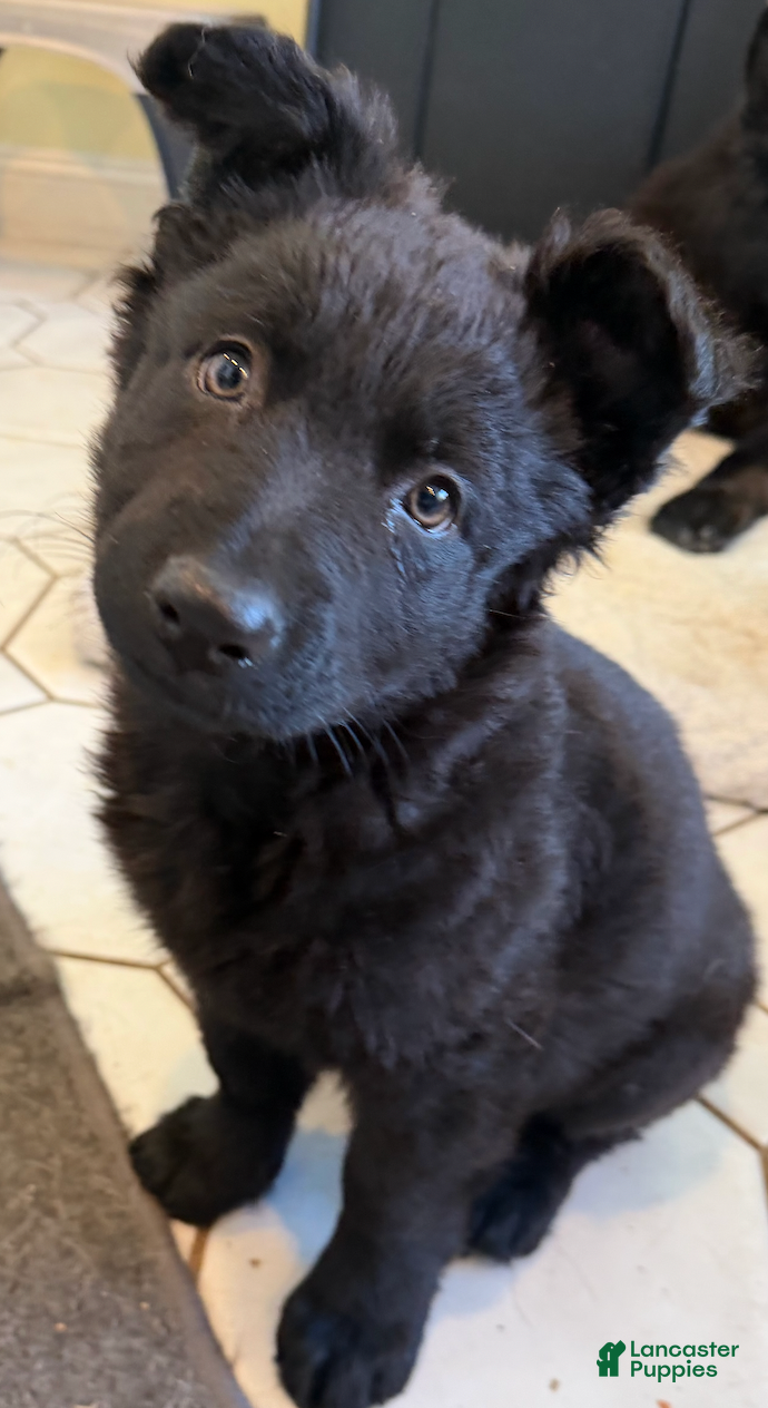 German Shepherd dogs Minnie - German Shepherd Puppy  - Ad 30