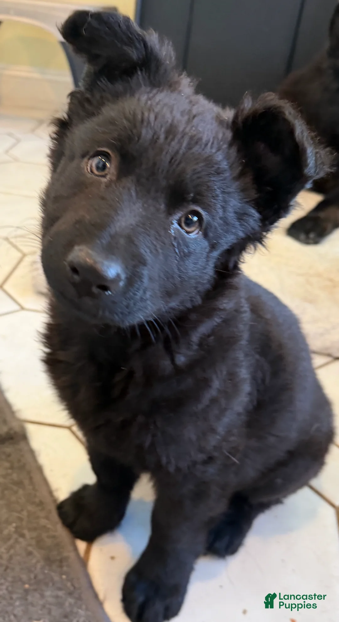 German Shepherd dogs for sale: Minnie - German Shepherd Puppy  - Ad 1