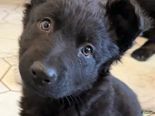 German Shepherd dogs Minnie - German Shepherd Puppy - Ad 30