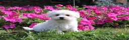 Maltese dogs for sale: Ashley - Ad 6