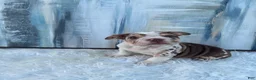 English Bulldog dogs for sale: Bebe - Ad 15