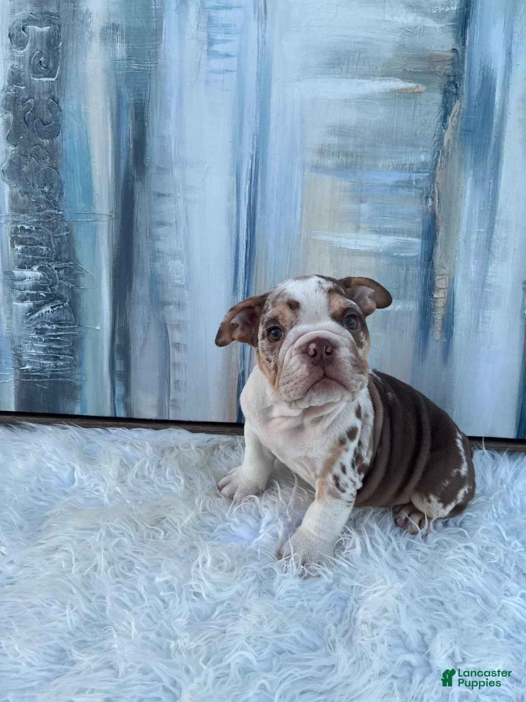 English Bulldog dogs for sale: Bebe - Ad 15