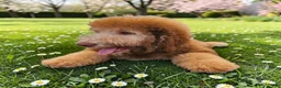 Bernedoodle dogs for sale: Ginger w golden eyes  - Ad 7