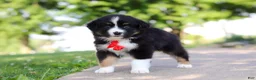 Miniature Australian Shepherd dogs for sale: Roamer - Ad 3