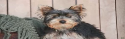 Yorkshire Terrier dogs for sale: Junior - Ad 1