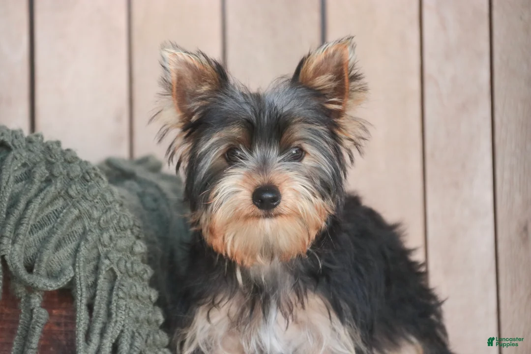 Yorkshire Terrier dogs for sale: Junior - Ad 1