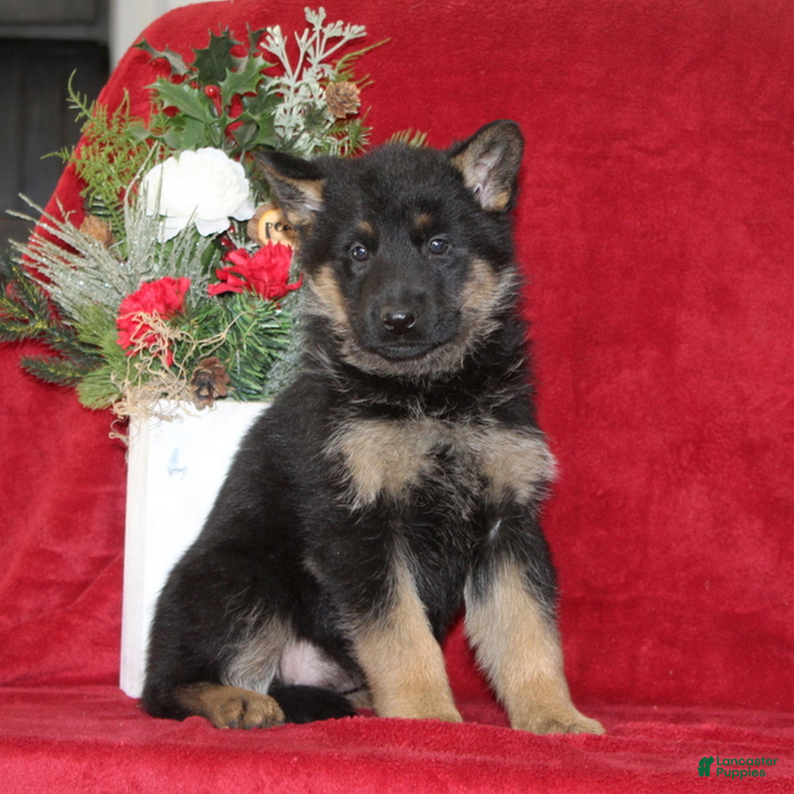 German Shepherd dogs Tammy - Ad 21