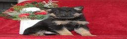 German Shepherd dogs for sale: Tammy - Ad 1