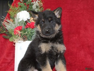 German Shepherd dogs Tammy - Ad 21