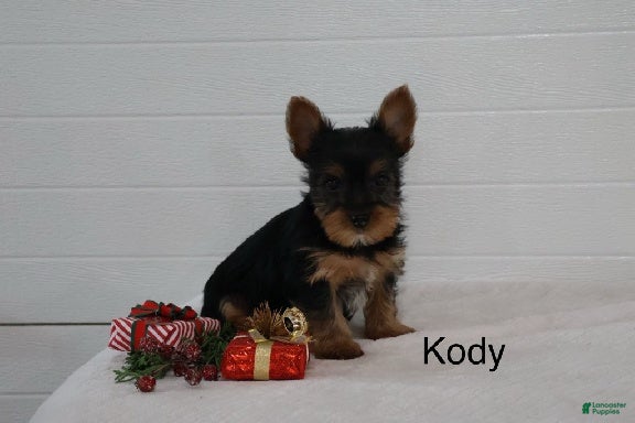 Yorkshire Terrier dogs Kody - Ad 14
