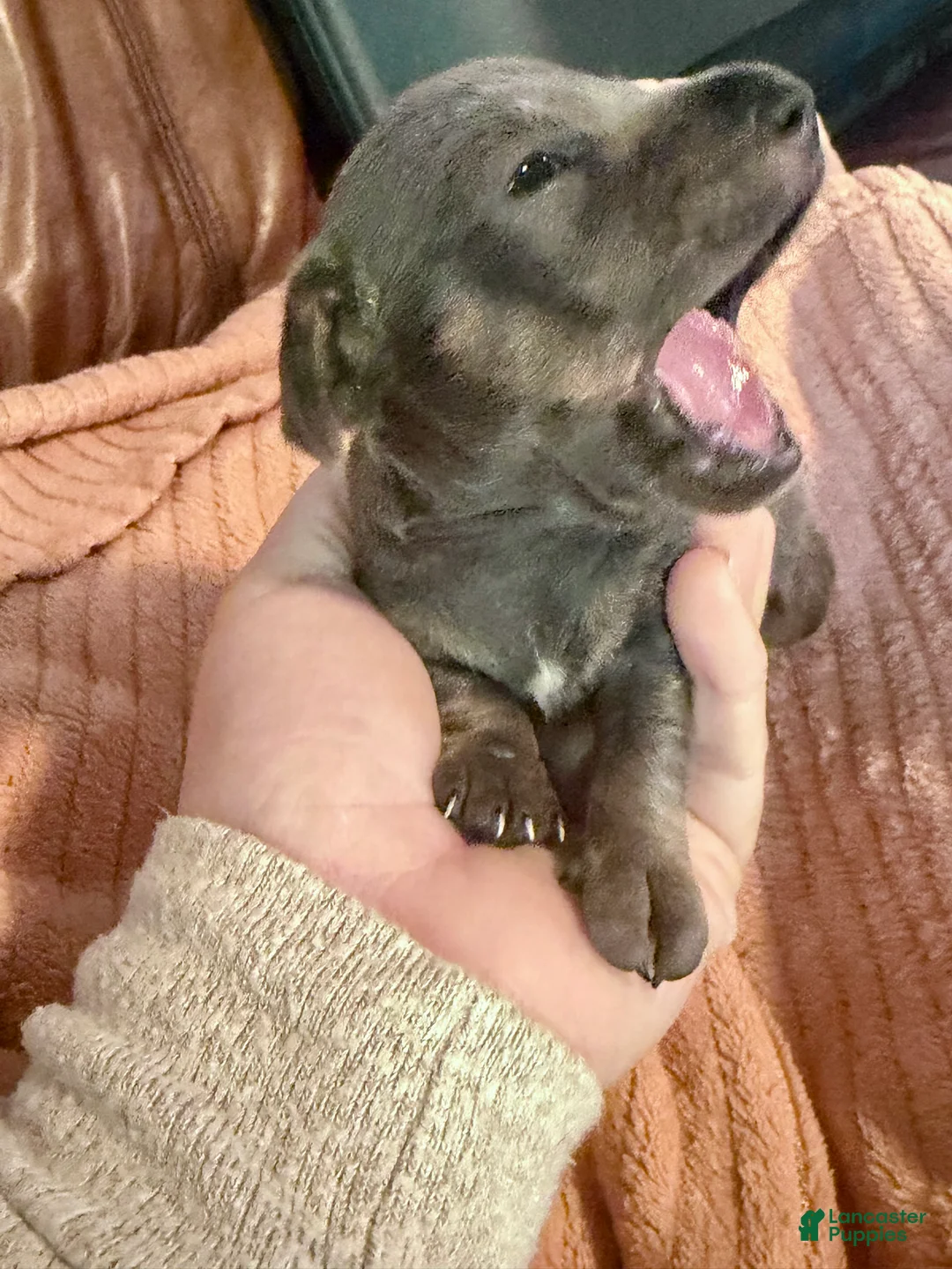 Miniature Dachshund dogs for sale: Miniature Dachshund Puppy 3 - Ad 2