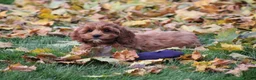 Cavapoo dogs for sale: Bradi - Ad 1
