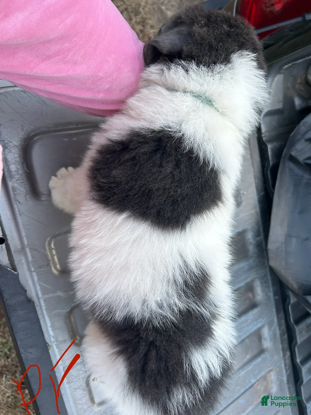 Mixed Breed dogs for sale: Mixed Breed Puppy 2 - Ad 1