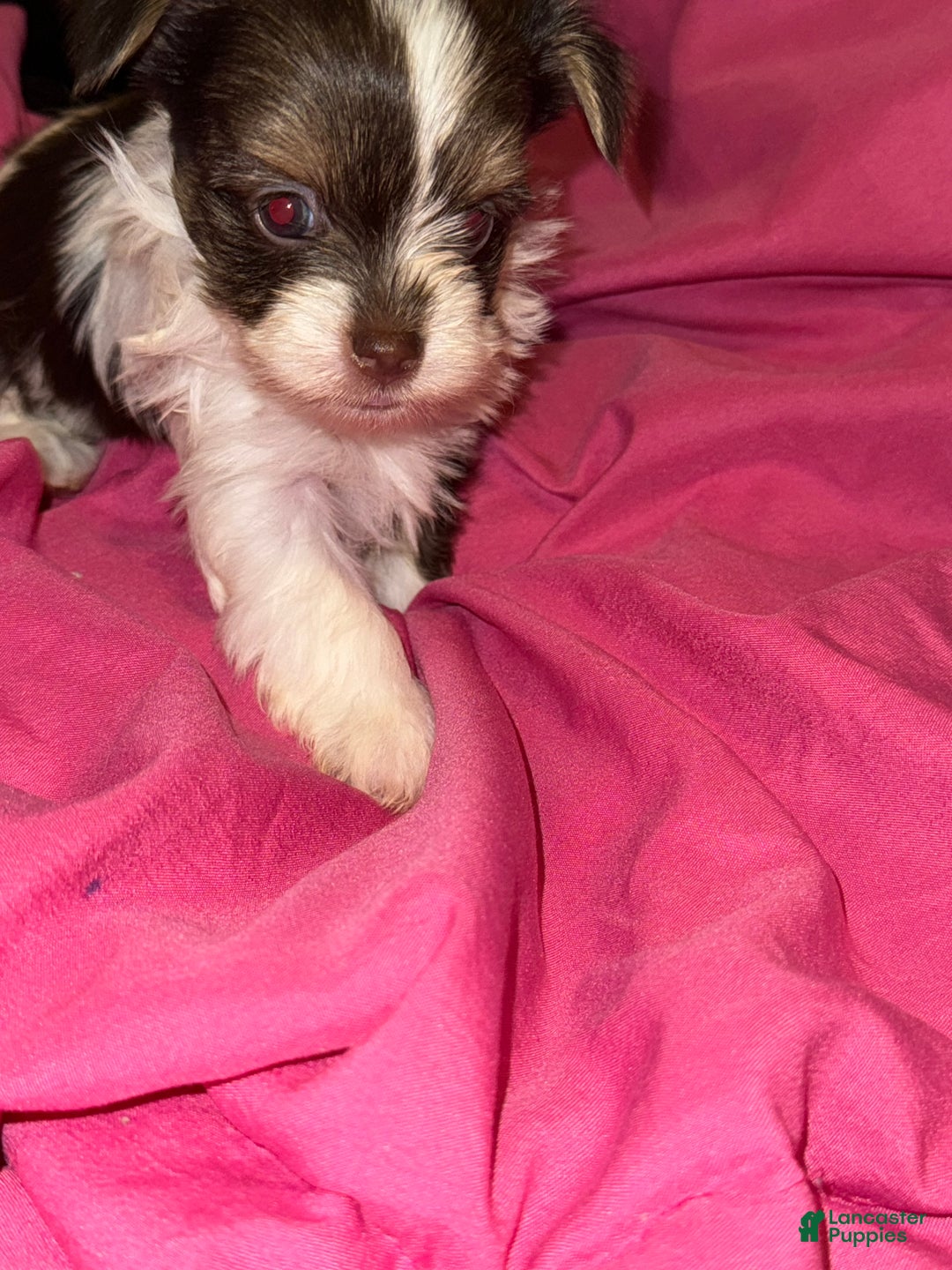 Yorkshire Terrier dogs for sale: Nova - Ad 6