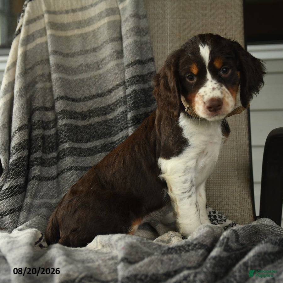 English Springer Spaniel dogs Edge - Ad 1