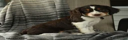 English Springer Spaniel dogs for sale: Edge - Ad 1