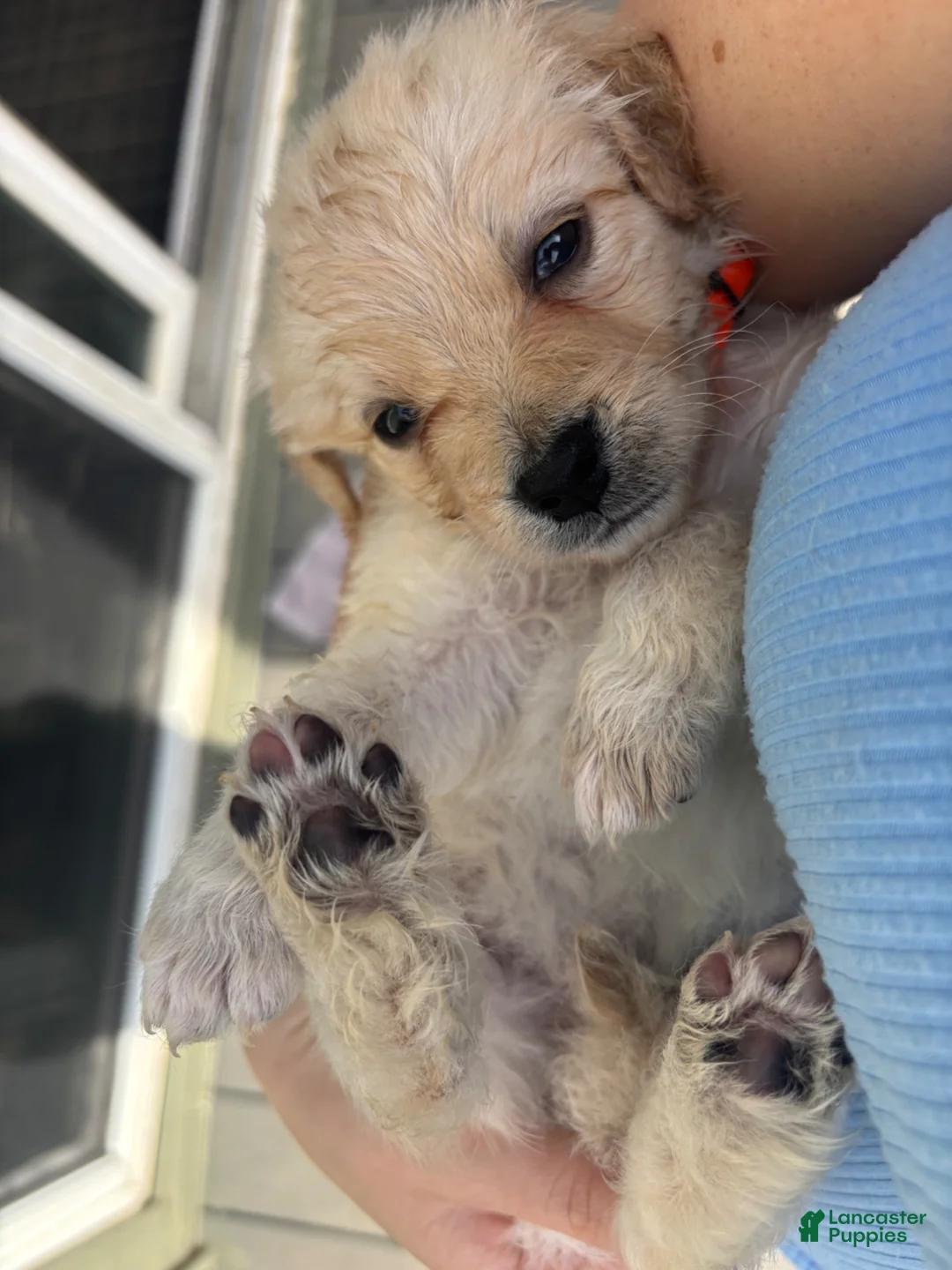 Mixed Breed dogs for sale: Orange Collar - Ad 2