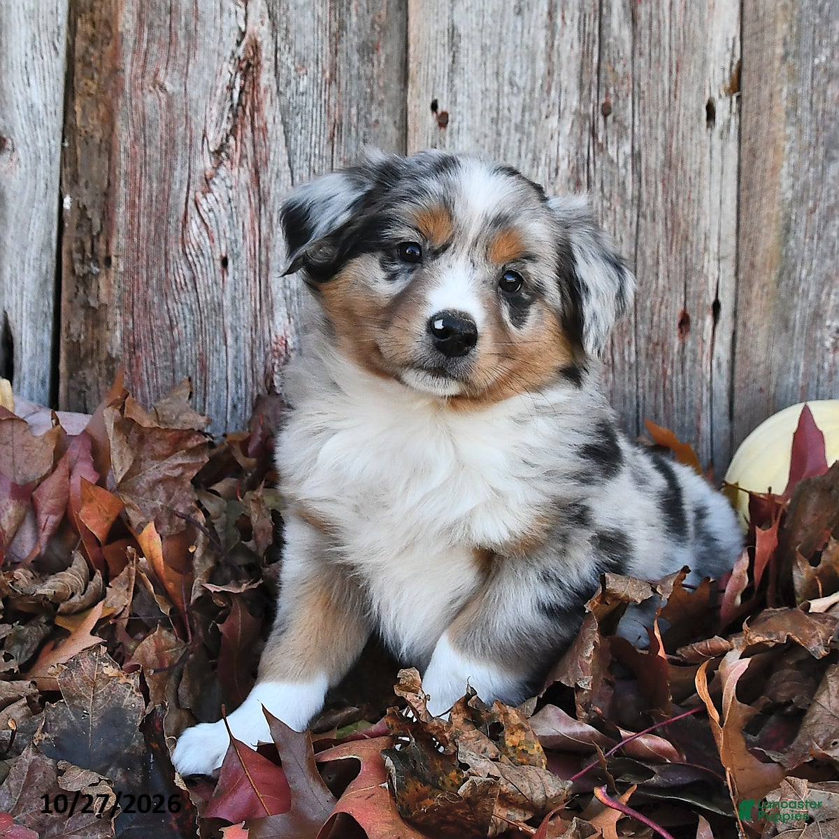 Australian Shepherd dogs for sale: Alex  - Ad 1